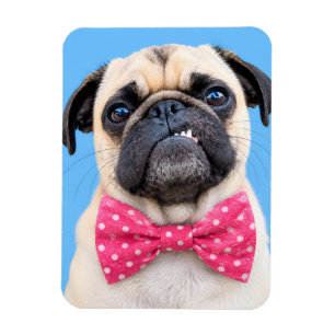 Magnet Flexible Bouledogue portant un noeud papillon rose