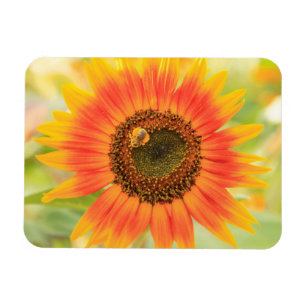 Magnet Flexible Bourdon sur tournesol, Jardin communautaire