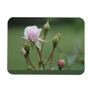 Magnet Flexible Boutons de rose