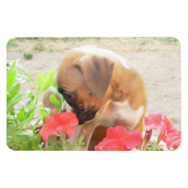 Magnet Flexible Boxer chiot 4x6 aimant photo (Horizontal)