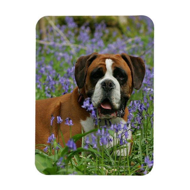 Magnet Flexible Boxer Laying in Bluebells (Vertical)