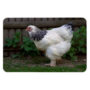 Magnet Flexible Brahma Hen