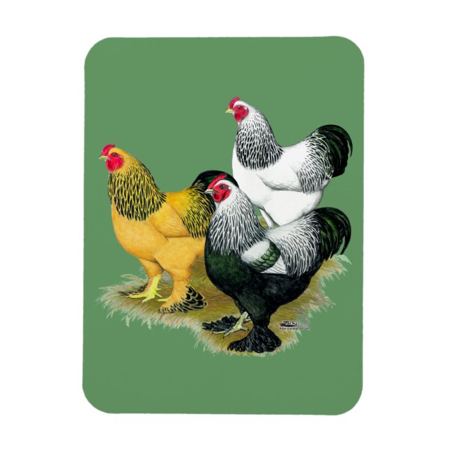 Magnet Flexible Brahmas Three Roosters (Vertical)