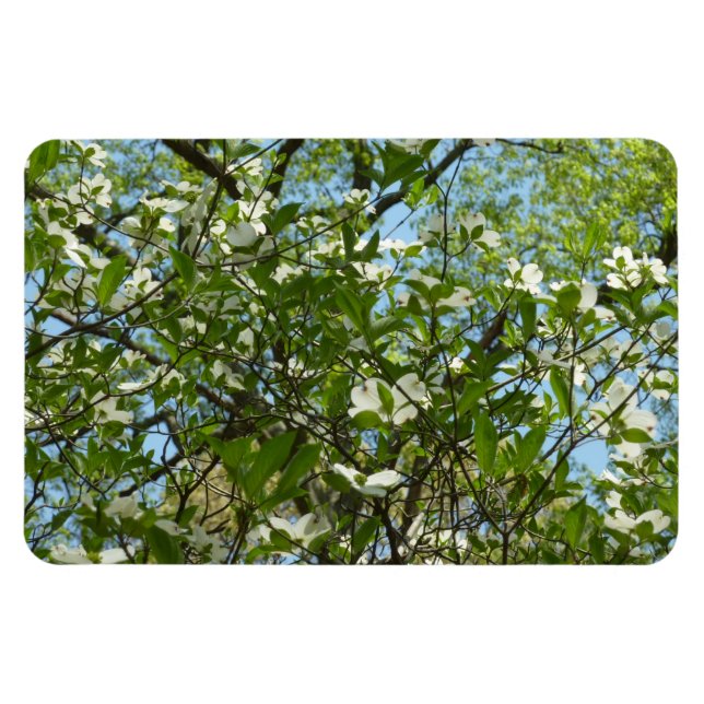 Magnet Flexible Branche of Dogwood Blossoms Spring Trees (Horizontal)