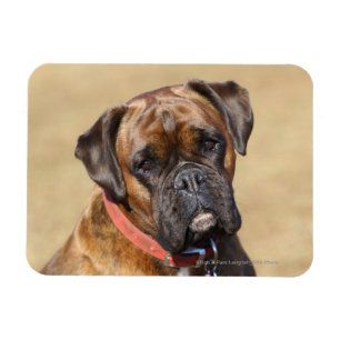 Magnet Flexible Brindle Boxer Chien