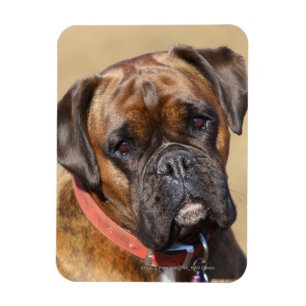 Magnet Flexible Brindle Boxer Chien