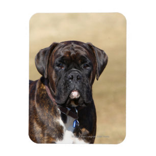 Magnet Flexible Brindle Boxer Chien debout
