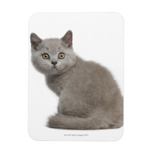 Magnet Flexible British Shorthair Kitten   10 Semaines