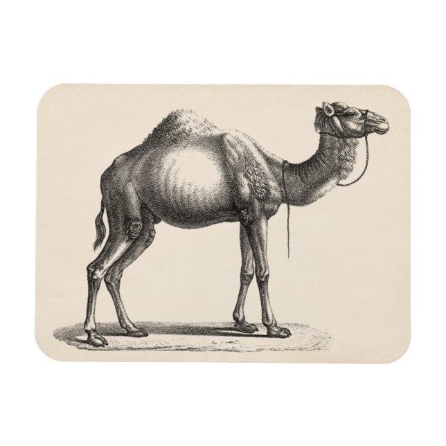 Magnet Flexible Brodtmann Dromedary Camel croquis (Horizontal)