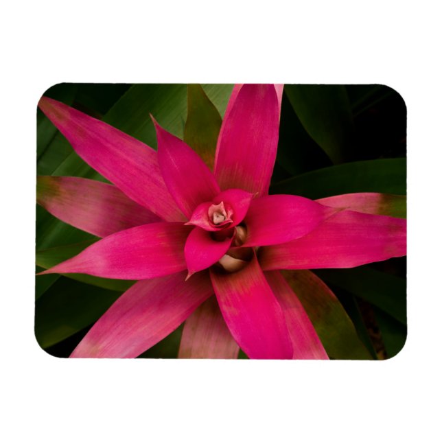 Magnet Flexible Bromeliade en fleur (Horizontal)