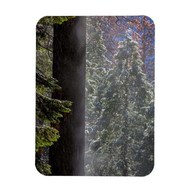Magnet Flexible Brouillard enneigé dans la forêt (Vertical)