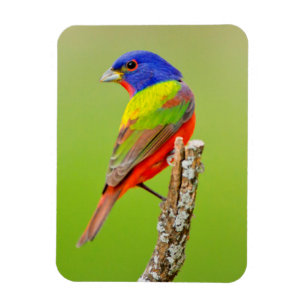 Magnet Flexible Bruant à tête rouge (Passerina ciris) Mâle perché