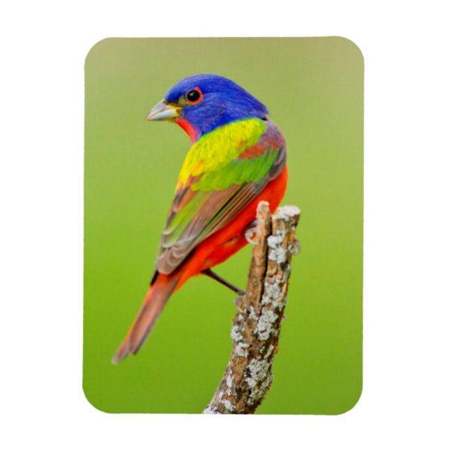 Magnet Flexible Bruant à tête rouge (Passerina ciris) Mâle perché (Vertical)
