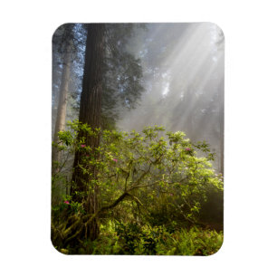 Magnet Flexible Brume matinale sur Rhododendron