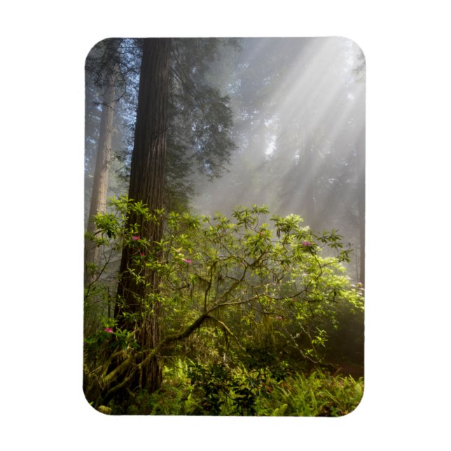 Magnet Flexible Brume matinale sur Rhododendron (Vertical)
