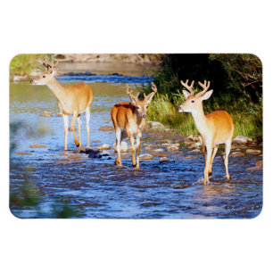 Magnet Flexible Buck Deer à queue blanche