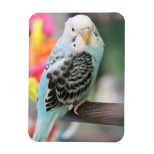 Magnet Flexible Budgie