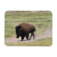 Buffalo en mouvement, Photographie