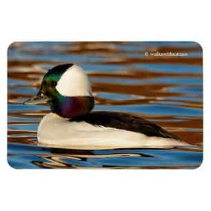 Magnet Flexible Bufflehead masculin pendant l'après-midi Sun