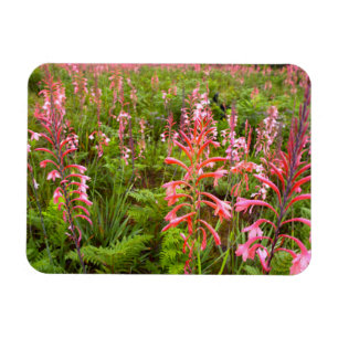 Magnet Flexible Bugle Lily (Watsonia) Fleur, Cap Est