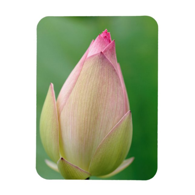 Magnet Flexible Bulbe de nénuphar non ouvert, Jardin botanique de  (Vertical)
