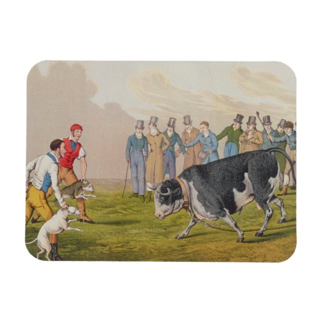 Magnet Flexible 'Bull Baiting', pub.de Thomas McLean, 1820, (impri (Horizontal)