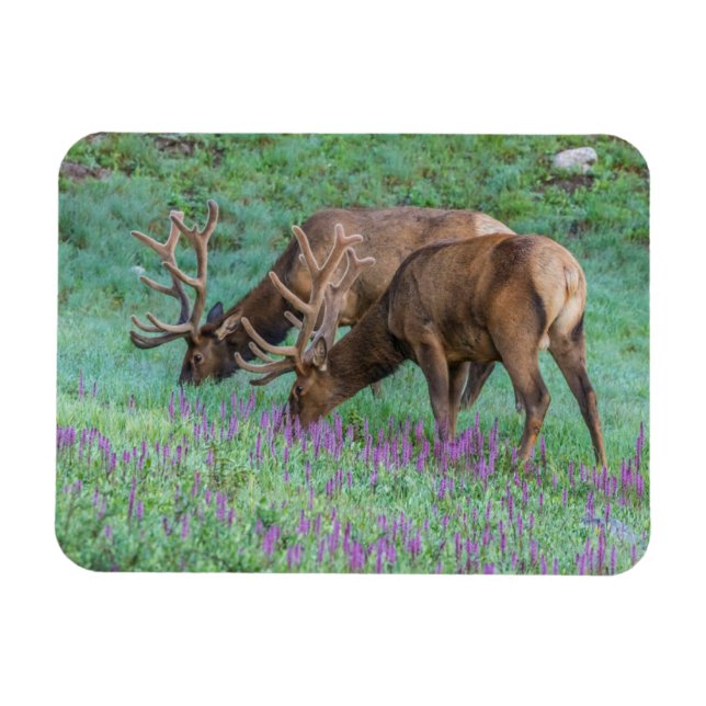 Magnet Flexible Bull Elks Rocky Mountain National Park, Colorado (Horizontal)
