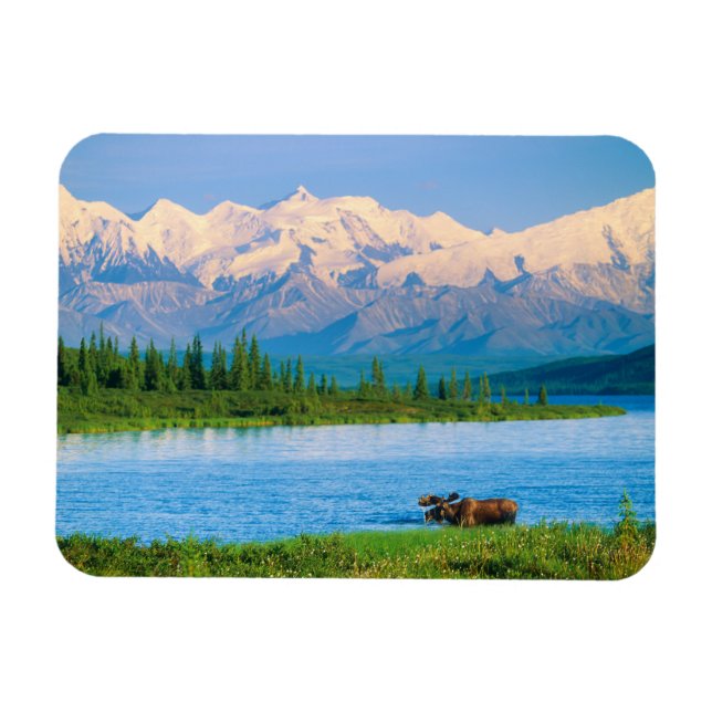 Magnet Flexible Bull moose in Wonder Lake (Horizontal)