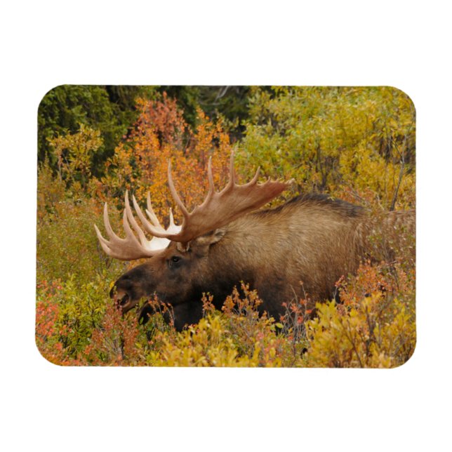 Magnet Flexible Bull Moose | Parc national de Denali, Alaska (Horizontal)