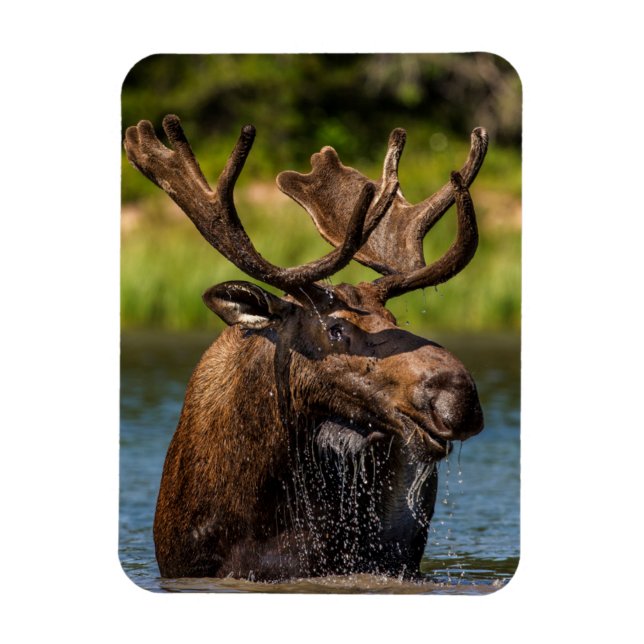 Magnet Flexible Bull Moose | Parc national du Glacier Montana (Vertical)