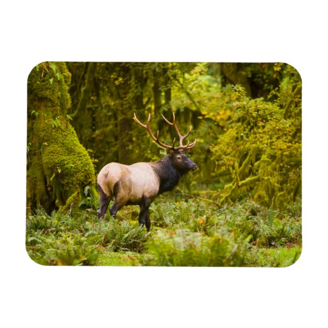 Magnet Flexible Bull Roosevelt Elk Debout Dans Le Pré (Horizontal)