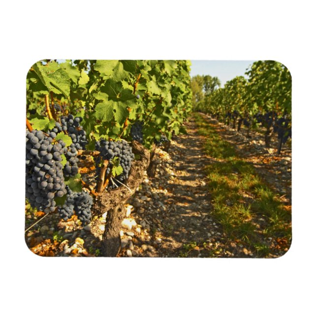Magnet Flexible Cabernet Sauvignon vignes en rang dans (Horizontal)