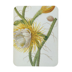 Magnet Flexible Cactus : Cereus, de 'Plantae Selectae' de Trew 175