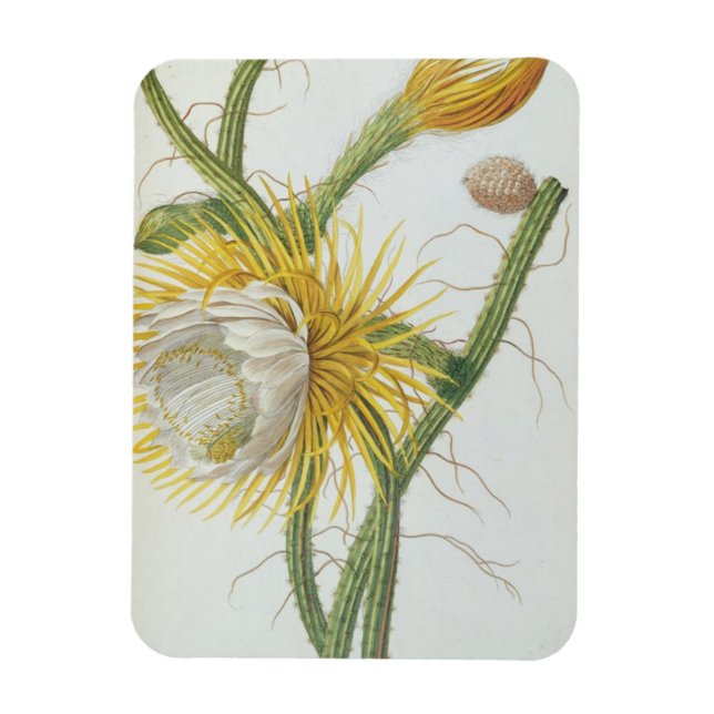 Magnet Flexible Cactus : Cereus, de 'Plantae Selectae' de Trew 175 (Vertical)