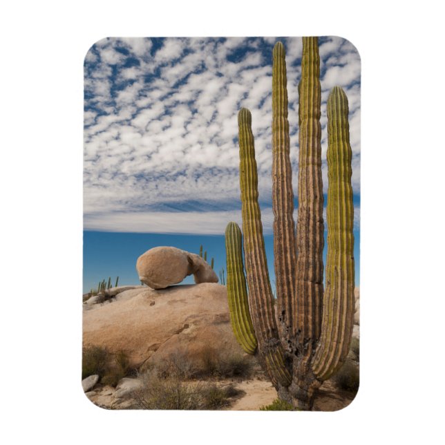 Magnet Flexible Cactus dans un paysage désertique (Vertical)