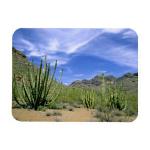 Magnet Flexible Cactus du désert à Organ Pipe National Monument,