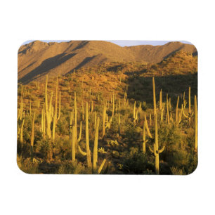 Magnet Flexible Cactus du Saguaro près du parc national du Saguar