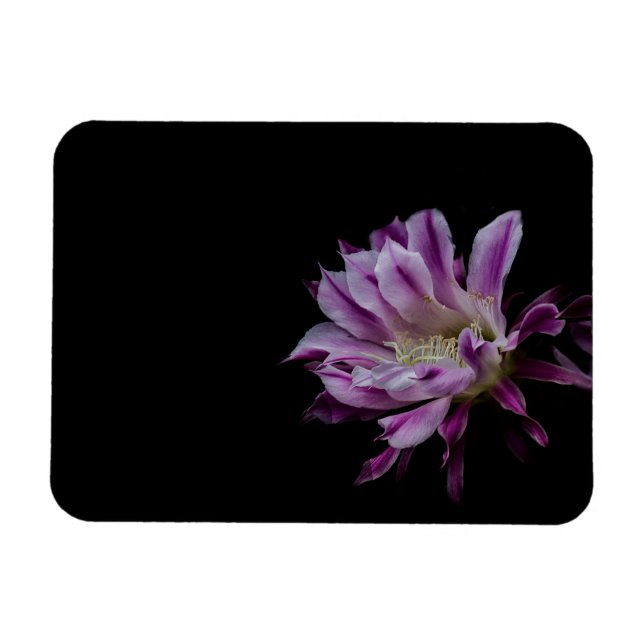Magnet Flexible Cactus royal violet blanc (Horizontal)