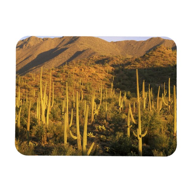 Magnet Flexible Cactus saguaro dans le parc national de Saguaro pr (Horizontal)