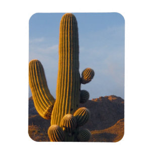 Magnet Flexible Cactus Saguaro Ensoleillé