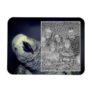 Magnet Flexible Cadre de perroquet gris d'Afrique Ajoutez votre ph