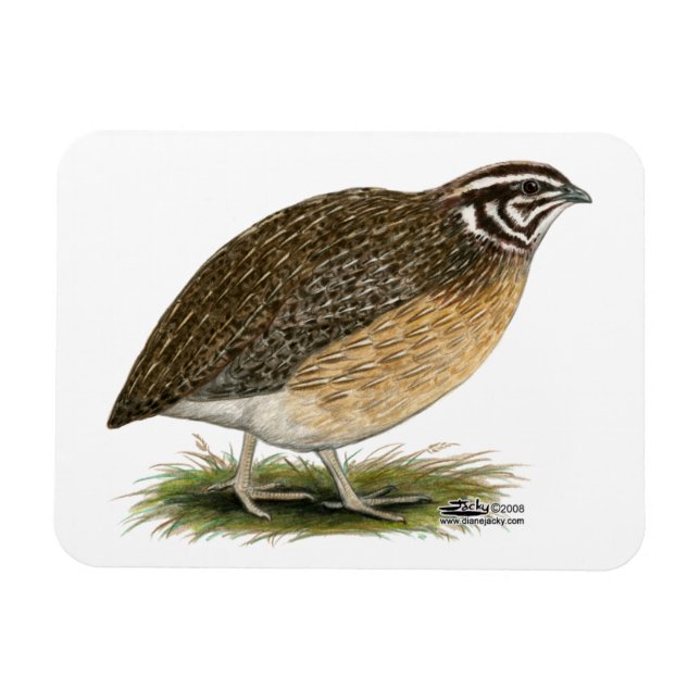 Magnet Flexible Cailles de pharaon de Coturnix (Horizontal)