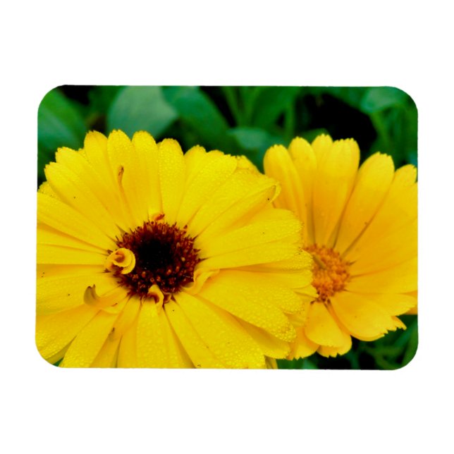 Magnet Flexible Calendula Officinalis (Horizontal)