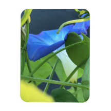 Calice de Gloire Matinale Bleue