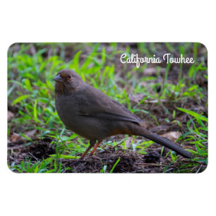 Magnet Flexible California Towhee