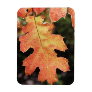 Magnet Flexible Californie, une feuille de chêne colorée en automn