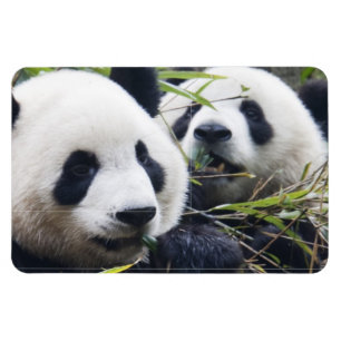 Magnet Flexible Câlins de Panda