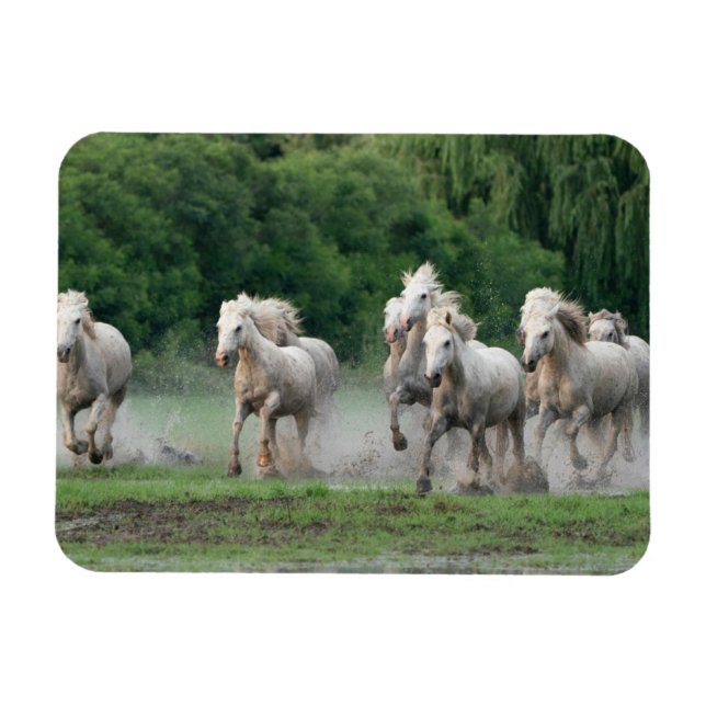Magnet Flexible Camargue Horses Running in Water (Horizontal)
