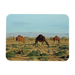 Magnet Flexible Camels, Tunisie