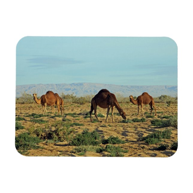 Magnet Flexible Camels, Tunisie (Horizontal)